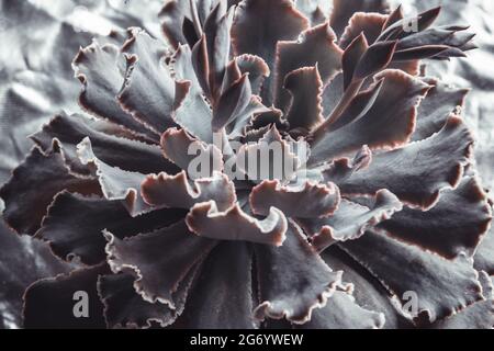 Vue de dessus de la rosace d'Echeveria Gibbiflora.Plante succulente hybride exotique, gros plan Banque D'Images