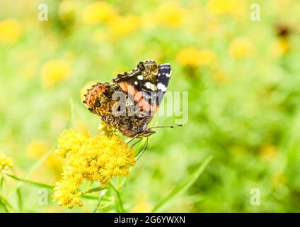 Un sidévier d'un papillon de l'amiral rouge (Vanessa atalanta) se nourrissant du nectar des fleurs jaunes. Harborside, Maine. Copier l'espace. Banque D'Images