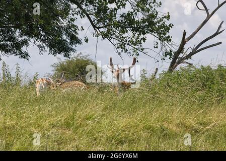 cerf jachère dans l'herbe longue Banque D'Images