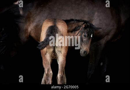 Nouveau-né poulain brun debout avec une mère de cheval, pur-sang poulain avec jument isolé sur noir Banque D'Images