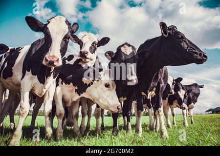 Groupe de vaches Holstein dans le pâturage Banque D'Images