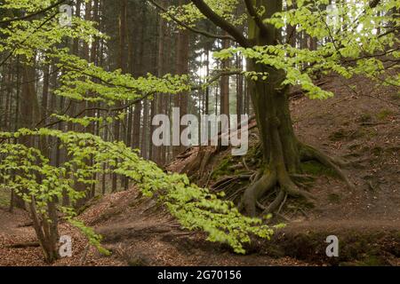 Un vieux hêtre s'accroche à une pente avec ses racines épaisses. Les feuilles fraîches et vertes sont brillantes. Banque D'Images