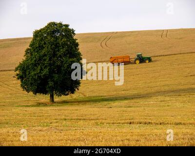 Récolte à Nettleden, Hertfordshire. Travail autour d'un seul arbre de Beech dans un champ raide dans le Chilterns.Tractor et la remorque de collecte de grain. Banque D'Images