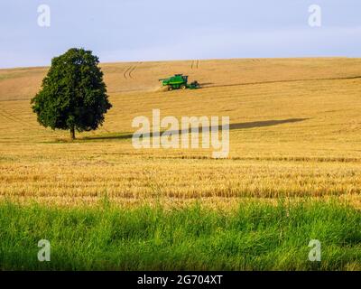 Récolte combinée à Nettleden, Hertfordshire. Travail autour d'un seul arbre Beech dans un champ escarpé dans les Chilterns. Banque D'Images