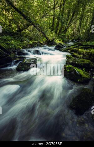 Prise de vue en exposition longue. Ruisseau d'eau pure dans la forêt sauvage. Comme Parc naturel Fragas do Eume, Galice, Espagne. Banque D'Images