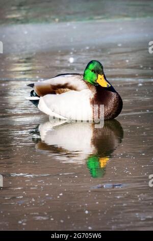 Un drake Mallard avec sa tête verte brillante s'assied sur la glace au soleil d'hiver. Réflexion au premier plan. Banque D'Images