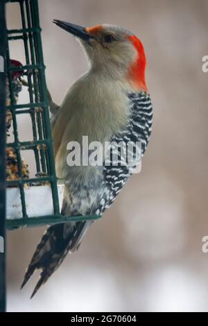 Un pic à ventre rouge perche sur une mangeoire à suet pendant une journée d'hiver dans le Wisconsin. Banque D'Images