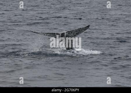 Plongée sous-marine à la baleine grise, au large de la côte de San Diego, en Californie Banque D'Images