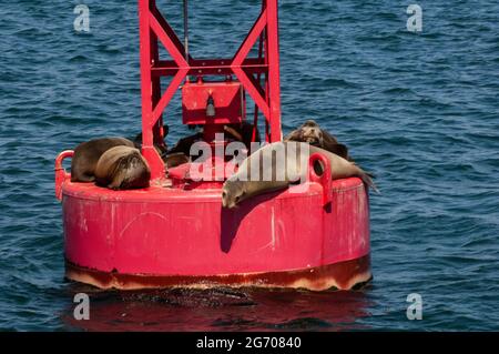 Phoques sur un bouy du port près de l'entrée du port de San Diego Banque D'Images