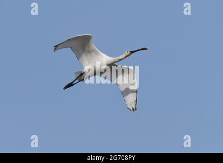 Spoonbill, Platalea leucorodia, vol Banque D'Images