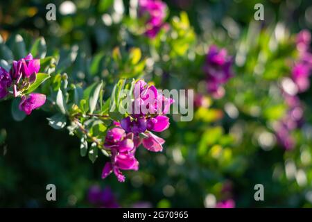 Arbuste vert à feuilles persistantes ou Polygala fruticosa. Fleurs asymétriques, colorées et violettes sud-africaines. Sélection petite Butterfly. Photo de haute qualité Banque D'Images