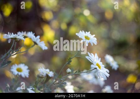 Série de fleurs d'automne avec bokeh Banque D'Images