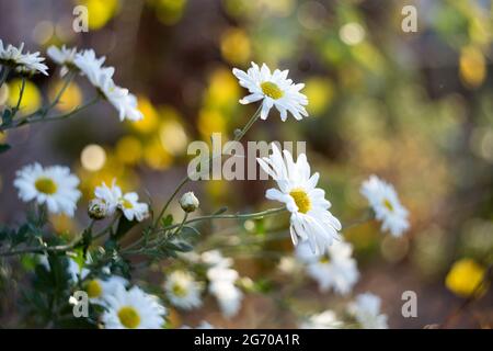 Série de fleurs d'automne avec bokeh Banque D'Images