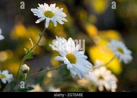 Série de fleurs d'automne avec bokeh Banque D'Images