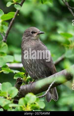 Les juvéniles l'Étourneau sansonnet (Sturnus vulgaris) Banque D'Images