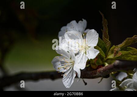 Grappe de fleurs de pomme ou de cerisier éclairée par le soleil sur un fond vert flou. Banque D'Images