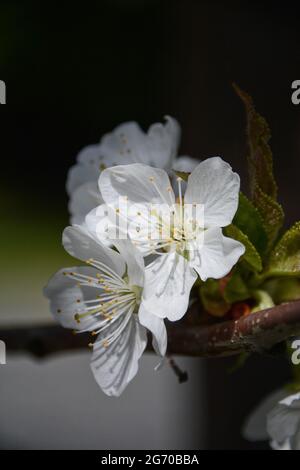 Grappe de fleurs de pomme ou de cerisier éclairée par le soleil sur un fond vert flou. Banque D'Images