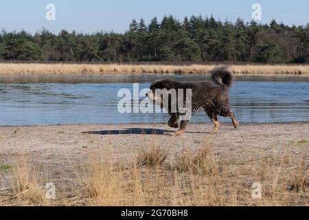 A Dog aime courir dans l'eau et nager dans un étang dans un espace naturel, les animaux de compagnie actifs en plein air Banque D'Images