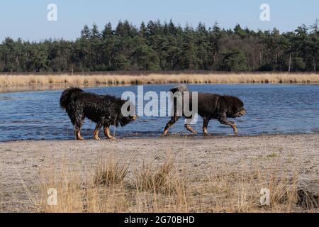 A Dog aime courir dans l'eau et nager dans un étang dans un espace naturel, les animaux de compagnie actifs en plein air Banque D'Images