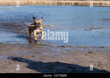 A Dog aime courir dans l'eau et nager dans un étang dans un espace naturel, les animaux de compagnie actifs en plein air Banque D'Images