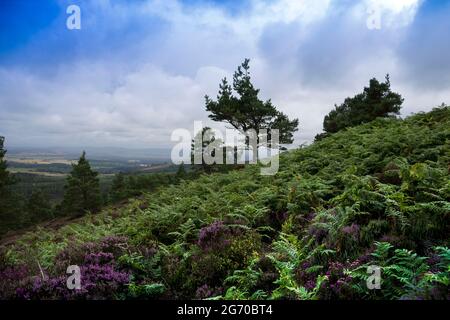 Sentier de randonnée à Aberdeenshire, Écosse, Royaume-Uni Banque D'Images