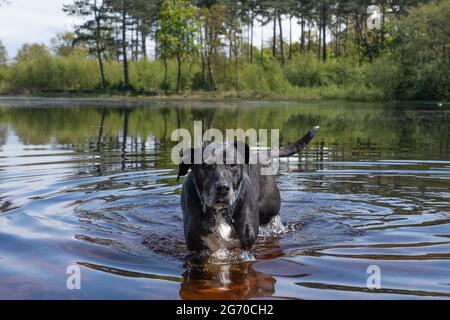 A Dog aime courir dans l'eau et nager dans un étang dans un espace naturel, les animaux de compagnie actifs en plein air Banque D'Images