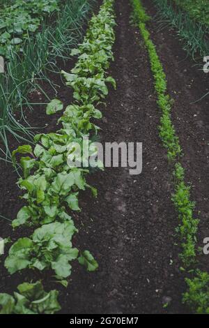 Vert de betterave (Beta vulgaris), frais et cultivé sur le plan écologique, poussant dans le jardin d'accueil avec des carottes et des ciboules en terre brune, suitab Banque D'Images