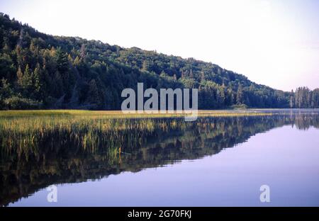 Paysage de colline boisée reflété dans l'eau fixe avec des roseaux vert jaune sur le lac Kawawaymog, Algonquin, Ontario, Canada. Banque D'Images