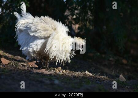 Portrait d'un Silkie, également connu sous le nom de poulet soyeux ou chinois en soie Banque D'Images
