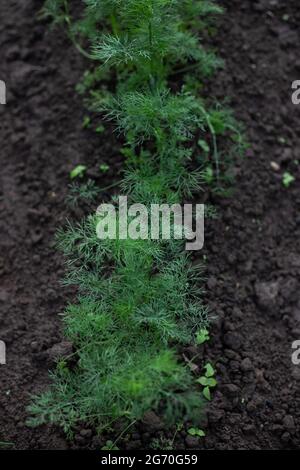 Vert cultivé sur le plan écologique, frais, nouvelle saison Dill (Anethum graveolens) poussant dans le jardin à la maison en sol brun, adapté aux végétariens et aux végétaliens, haut v Banque D'Images