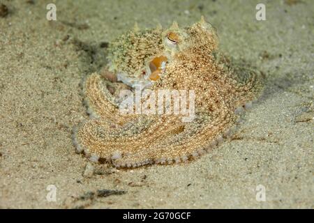 Un octopus long Arm de l'Atlantique, Octopus defilippi, mausse ses tentacules sur le fond sablonneux au large de l'île Singer, en Floride. Banque D'Images