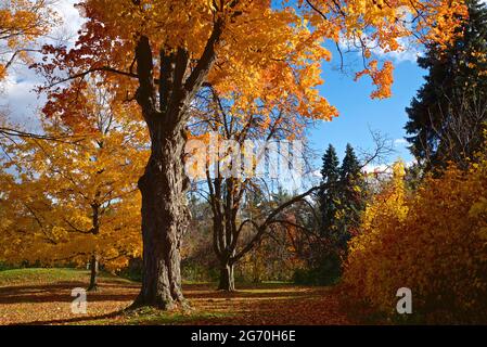 Érables en automne dans le parc public de Toronto, Ontario, Canada Banque D'Images