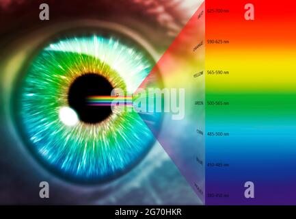 Illustration de l'œil humain et du spectre optique Banque D'Images