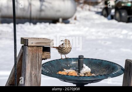 Un joli thrasher marron vérifie les environs en se trouvant sur un mangeoire à oiseaux lors d'une journée froide et enneigée d'hiver dans le Missouri. Effet bokeh. Banque D'Images