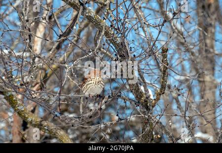 Un joli thrasher marron se trouve dans un arbre de cour contre un ciel bleu lors d'une journée froide d'hiver dans le Missouri. L'oiseau apprécie les épaissis enchevêtrées de son d'arbre Banque D'Images