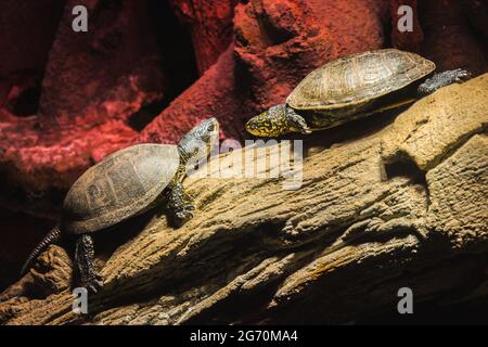 Photo sélective de deux tortues marécageuses sur un tronc Banque D'Images