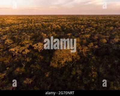 Une forêt semi-caduque du nord du Pantanal, au Brésil, pendant la saison sèche Banque D'Images