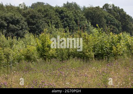 West Hyde, Royaume-Uni. 9 juillet 2021. Des jeunes arbres plantés par voie d'atténuation de l'environnement près du site South Portal pour la section du tunnel Chiltern de la liaison ferroviaire à grande vitesse HS2. HS2 Ltd a annoncé le lancement de la deuxième foreuse de tunnel (TBM) de 2,000 tonnes sur le site, appelée Cecilia d'après l'astronome et astrophysicien Cecilia Payne-Gaposchkin, pour creuser un second tunnel de 10 milles sous les Chilterns. Crédit : Mark Kerrison/Alamy Live News Banque D'Images