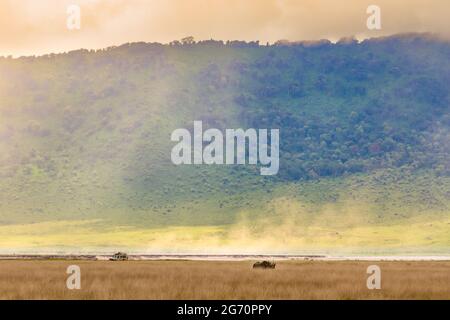 Rhinocéros noirs en safari dans le cratère de ngorongoro , tansania Banque D'Images