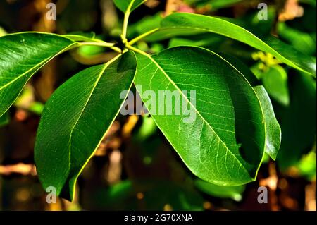 Une vue rapprochée des grandes feuilles vertes d'un Madrone du Pacifique, l'arbutus (Arbutus menzeisii) est le seul arbre à feuilles larges à feuilles persistantes au Canada, Banque D'Images