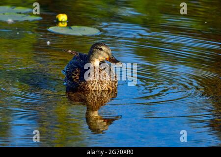 Une femelle de canard colvert Anas platyrhynchos; flottant sur l'eau libre dans une région de marais dans les régions rurales du Canada de l'Alberta Banque D'Images