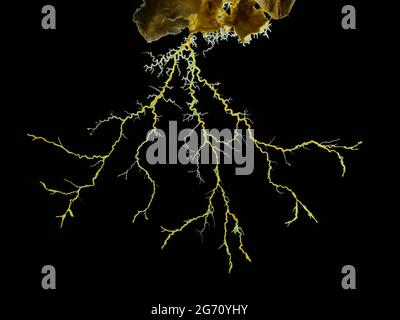 Image en gros plan d'un moule à chaux jaune ou d'un moule à chaux (Physarum polycephalum) formant un réseau tubulaire de brins protoplasmiques à la recherche d'aliments. Retour Banque D'Images