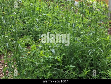 Jardin, surcultivé, mauvaises herbes, théailles, mauvaises herbes, chardon, non tendu Banque D'Images