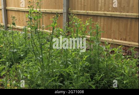 Jardin, surcultivé, mauvaises herbes, théailles, mauvaises herbes, chardon, non tendu Banque D'Images