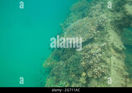 Récif de corail au large de l'île de Moreton, Queensland, Australie Banque D'Images