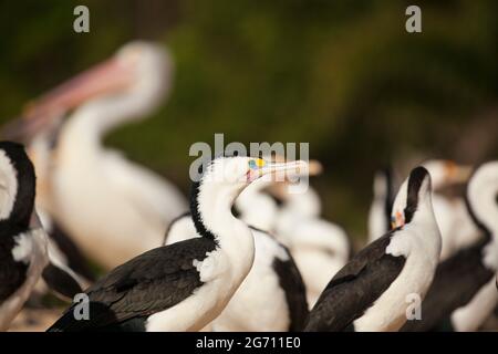 Pied Cormorant (Phalacrocorax varius) Moreton Island, Queensland, Australie Banque D'Images