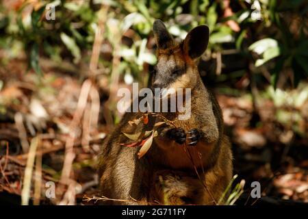 Swamp Wallaby (Wallabia bicolor) la nourriture des femmes quitte la réserve de Raven Street à McDowall, Queensland, Australie Banque D'Images