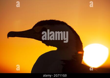 Pied Cormorant (Phalacrocorax varius) Moreton Island, Queensland, Australie Banque D'Images