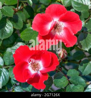 Couverture rosé 'Rouge Meilandecor' - fleurs pourpres avec un centre blanc et des étamines jaunes, simple 5-7cm de diamètre. Banque D'Images