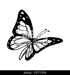 Papillon monarque dessiné à la main isolé de blanc. Illustration vectorielle dans le style d'esquisse Illustration de Vecteur